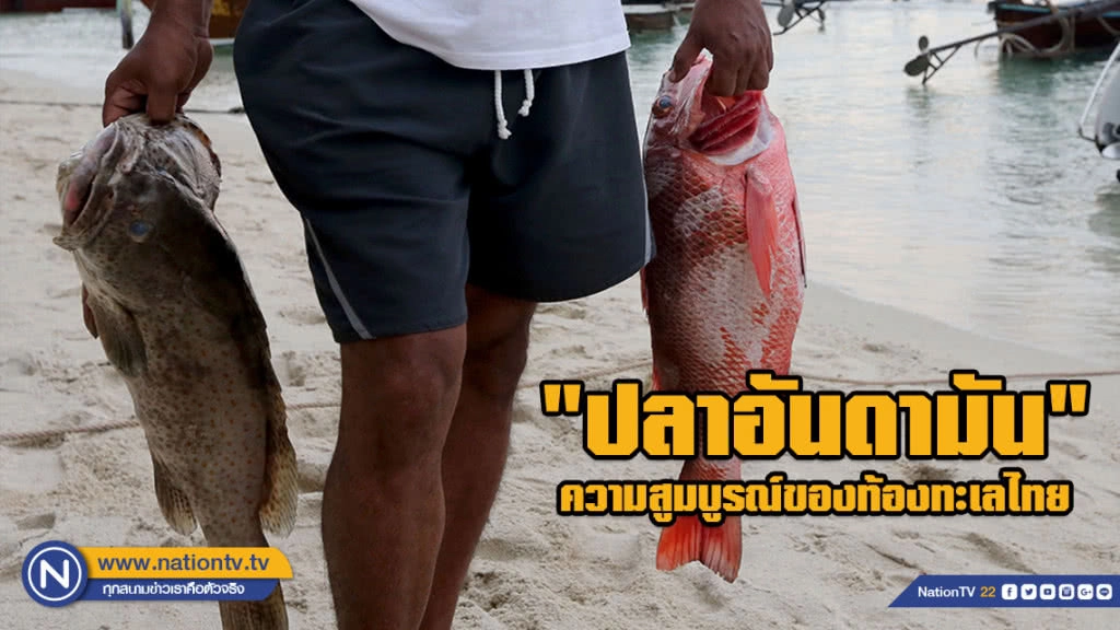 (ภาพชุด) "ปลาอันดามัน" ความสูมบูรณ์ของท้องทะเลไทย (ภาพชุด) "ปลาอันดามัน" ความสูมบูรณ์ของท้องทะเลไทย