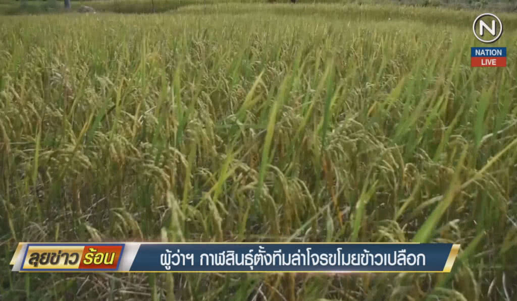 (คลิปข่าว) ผู้ว่าฯ กาฬสินธุ์ ตั้งทีมล่าโจรขโมยข้าวเปลือก