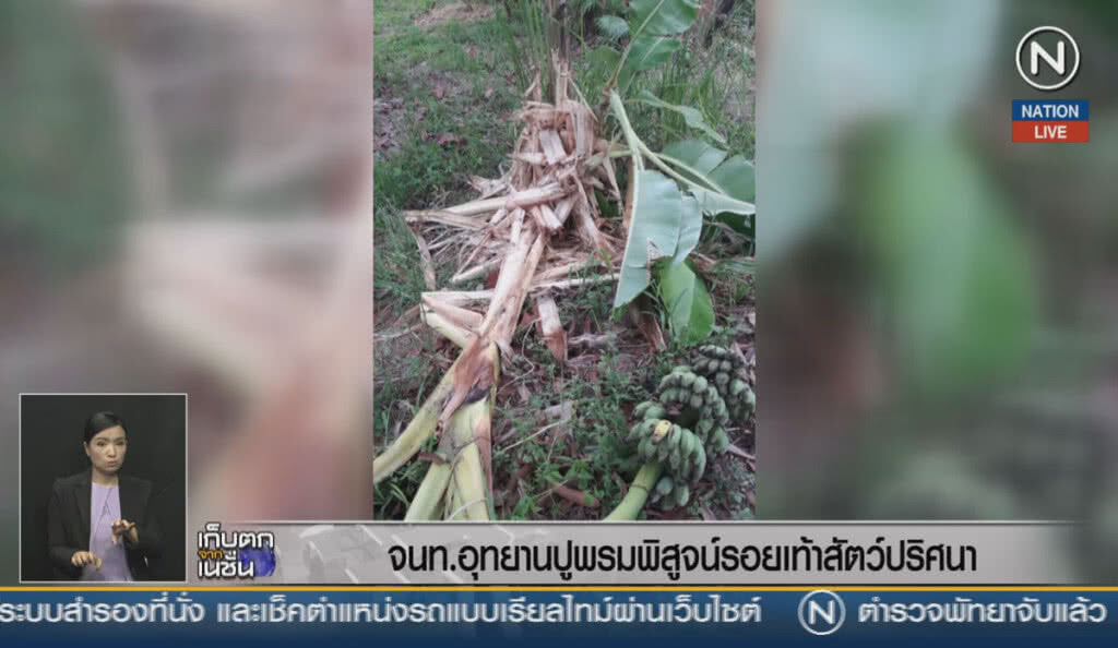 (คลิปข่าว) จนท.อุทยานปูพรมพิสูจน์ รอยเท้าสัตว์ปริศนา