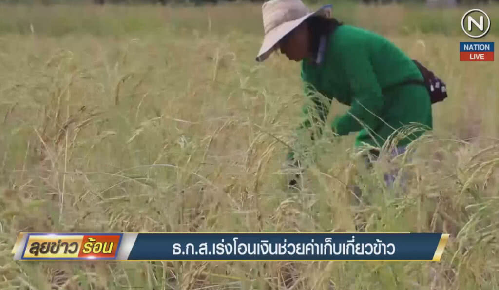 (คลิปข่าว) ธ.ก.ส.เร่งโอนเงินช่วยค่าเก็บเกี่ยวข้าว