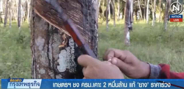 (คลิปข่าว) เกษตรฯ ชง ครม.เคาะ 2 หมื่นล้าน แก้ "ยาง" ราคาร่วง