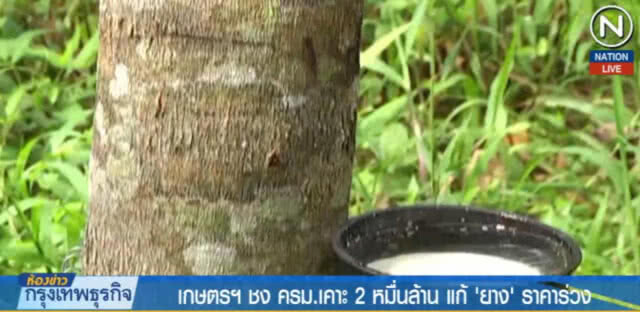 (คลิปข่าว) เกษตรฯ ชง ครม.เคาะ 2 หมื่นล้าน แก้ "ยาง" ราคาร่วง