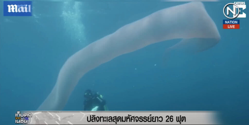 (คลิปข่าว) สุดมหัศจรรย์....ปลิงทะเลยาวกว่า 26 ฟุต