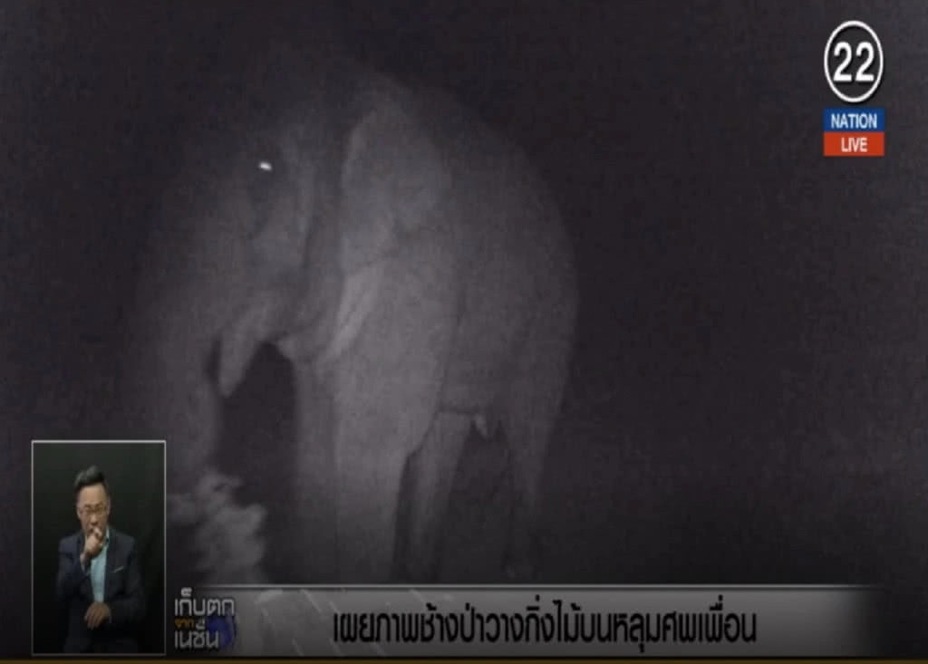 (คลิปข่าว) สุดสลด....เผยภาพช้างป่าหักกิ่งไม้วางบนหลุมศพเพื่อน