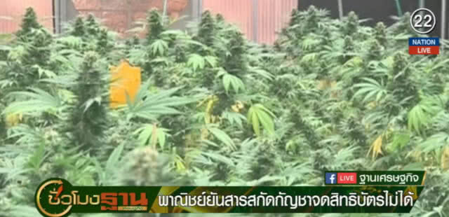 (คลิปข่าว) พาณิชย์....แจงสารสกัดกัญชาจดสิทธิบัตรไม่ได้