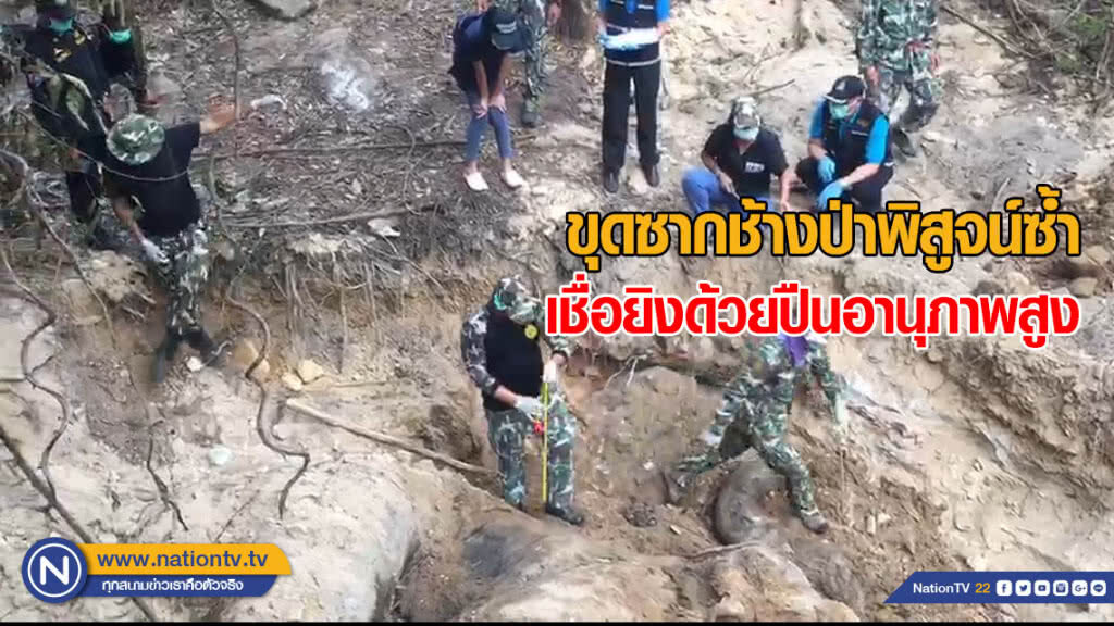 ขุดซากช้างป่าพิสูจน์ซ้ำ เชื่อยิงด้วยปืนอานุภาพสูง