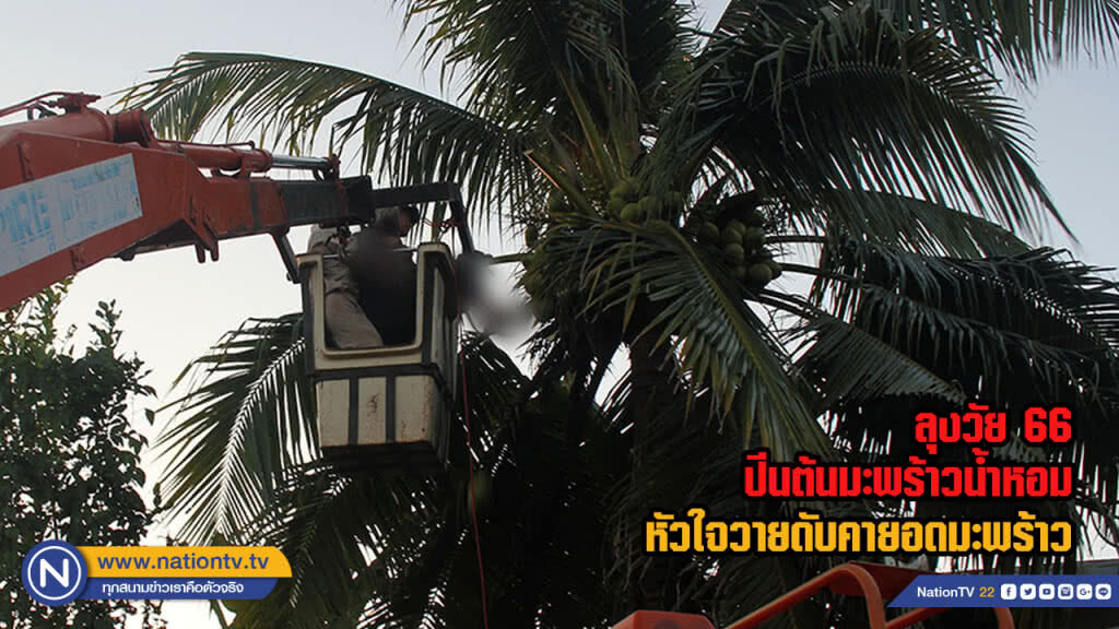 ลุงวัย 66 ปีนต้นมะพร้าวน้ำหอมหัวใจวายดับคายอดมะพร้าว