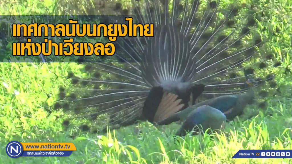 เทศกาลนับนกยูงไทยแห่งป่าเวียงลอ ส่งเสริมการท่องเที่ยว