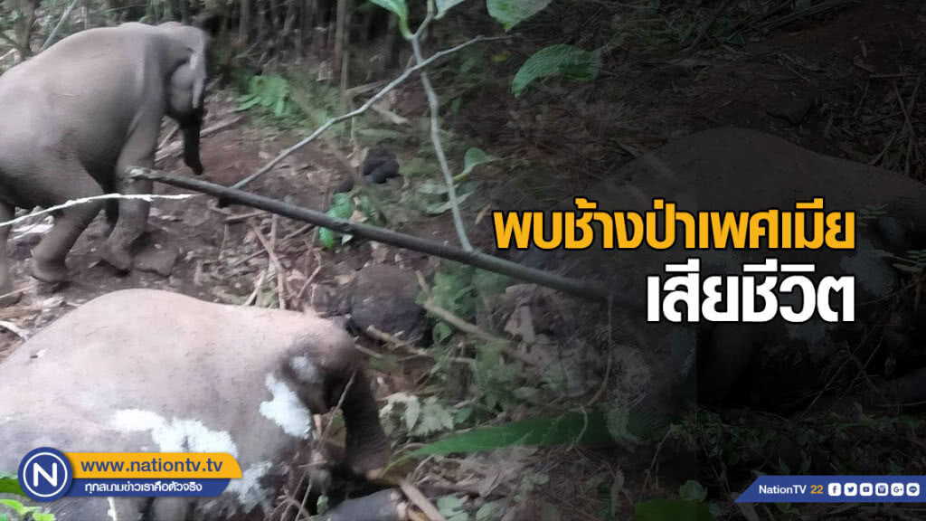 สลด! พบช้างป่าเพศเมีย เสียชีวิตที่อช.สันกาลาคีรี สลด! พบช้างป่าเพศเมีย เสียชีวิตที่อช.สันกาลาคีรี