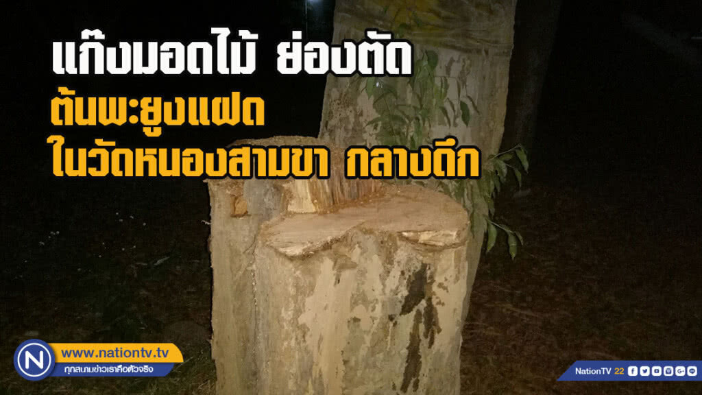 แก๊งมอดไม้ย่องตัดต้นพะยูงแฝดในวัดหนองสามขา กลางดึก