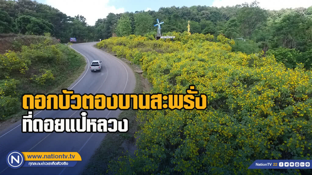 แห่ชมดอกบัวตองบานสะพรั่งที่ดอยแป๋หลวง แหล่งท่องเที่ยวแห่งใหม่ เชียงราย แห่ชมดอกบัวตองบานสะพรั่งที่ดอยแป๋หลวง แหล่งท่องเที่ยวแห่งใหม่ เชียงราย