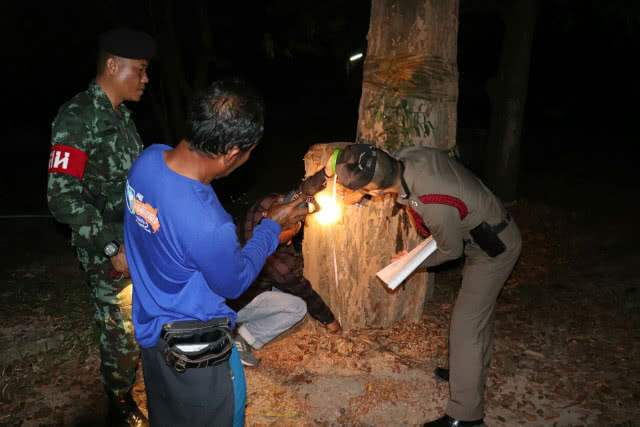 แก๊งมอดไม้ย่องตัดต้นพะยูงแฝดในวัดหนองสามขา กลางดึก
