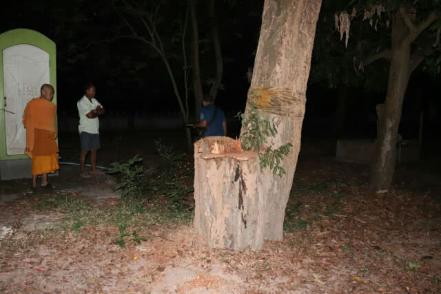 แก๊งมอดไม้ย่องตัดต้นพะยูงแฝดในวัดหนองสามขา กลางดึก