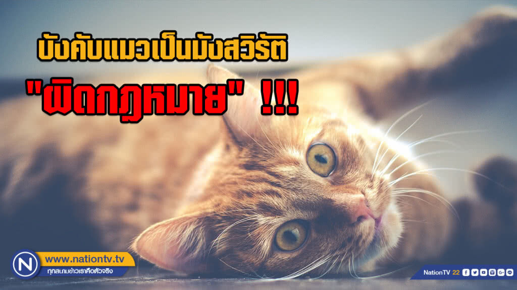 เตือน!!! เจ้าของบังคับน้องเหมียวเป็นมังสวิรัติ "ผิดกฎหมาย"