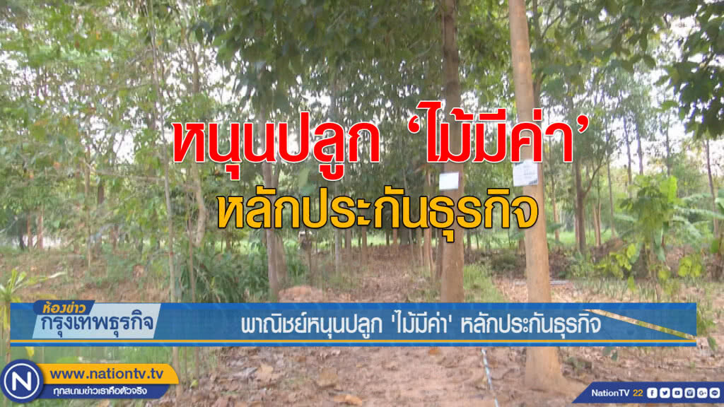 พาณิชย์หนุนปลูก 'ไม้มีค่า’ หลักประกันธุรกิจ พาณิชย์หนุนปลูก 'ไม้มีค่า’ หลักประกันธุรกิจ