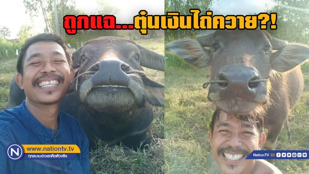 นายก อบต.แฉแหลก "พี่คล้าว 2018" ตุ๋นเงินไถ่ควายกว่าแสนบาท