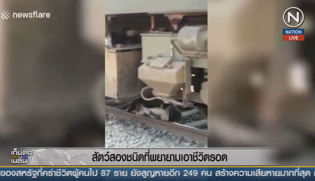 (คลิปข่าว) สัตว์สองชนิด ที่พยายามเอาชีวิตรอด (คลิปข่าว) สัตว์สองชนิด ที่พยายามเอาชีวิตรอด