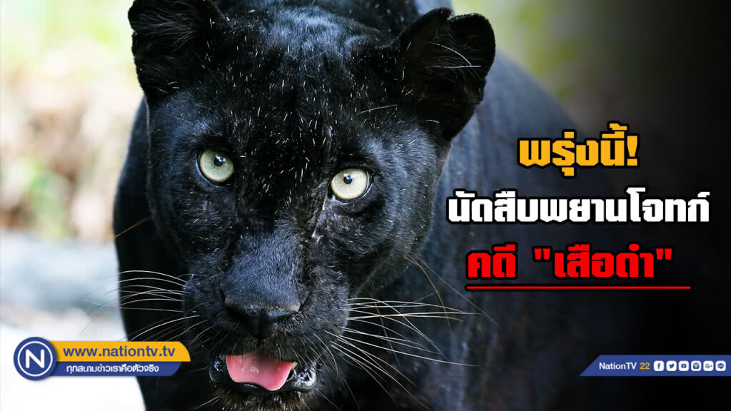 นัดสืบพยานโจทก์คดีเสือดำ "ศรีวราห์" - "หัวหน้าวิเชียร"  พรุ่งนี้ (27/11/61)