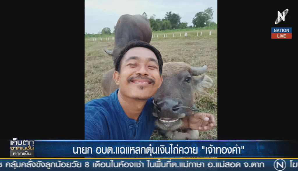 (คลิปข่าว) นายก อบต.แฉแหลกตุ๋นเงินไถ่ควาย "เจ้าทองคำ"