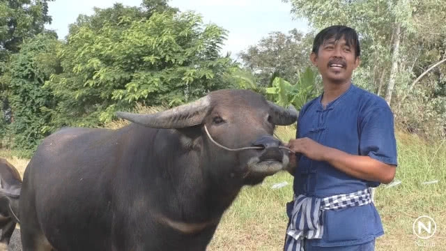 นายก อบต.แฉแหลก "พี่คล้าว 2018" ตุ๋นเงินไถ่ควายกว่าแสนบาท