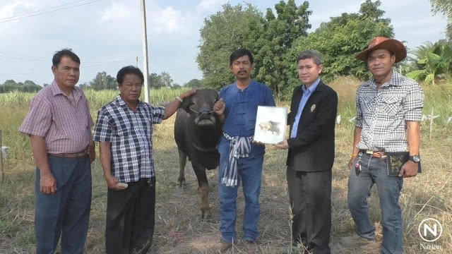 นายก อบต.แฉแหลก "พี่คล้าว 2018" ตุ๋นเงินไถ่ควายกว่าแสนบาท