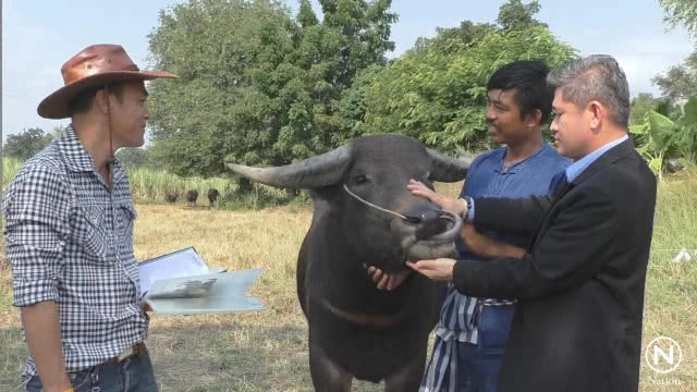 นายก อบต.แฉแหลก "พี่คล้าว 2018" ตุ๋นเงินไถ่ควายกว่าแสนบาท