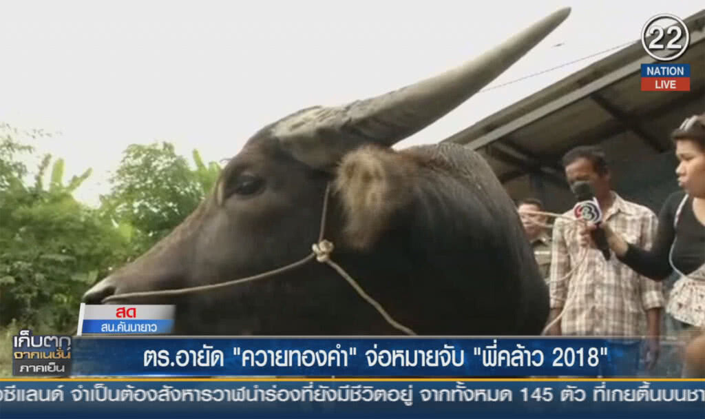 (คลิปข่าว) ตำรวจอายัด "ควายทองคำ" จ่อหมาย "พี่คล้าว 2018" (คลิปข่าว) ตำรวจอายัด "ควายทองคำ" จ่อหมาย "พี่คล้าว 2018"