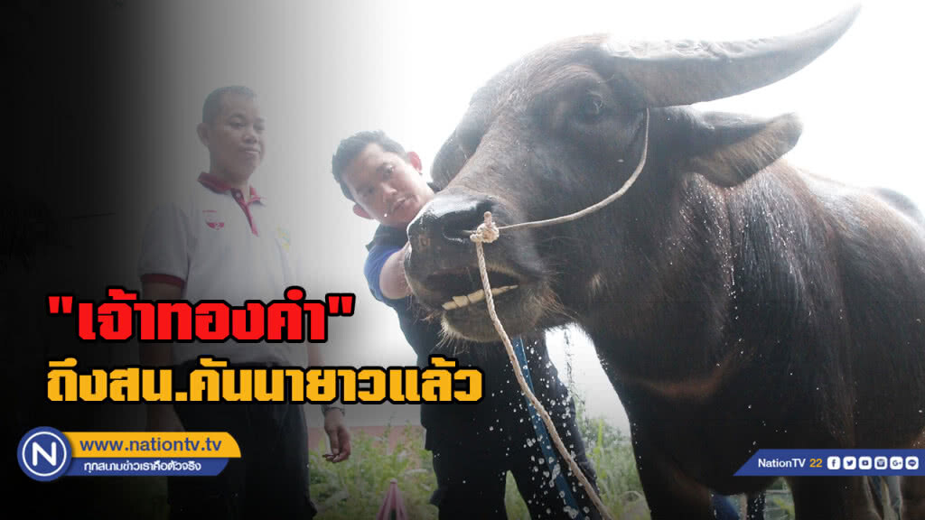 "เจ้าทองคำ" ถึงโรงเลี้ยงชั่วคราว สน.คันนายาวแล้ว เผยก่อนมา "ไอ้คล้าว" กอดร้องไห้ด้วยความห่วงใย