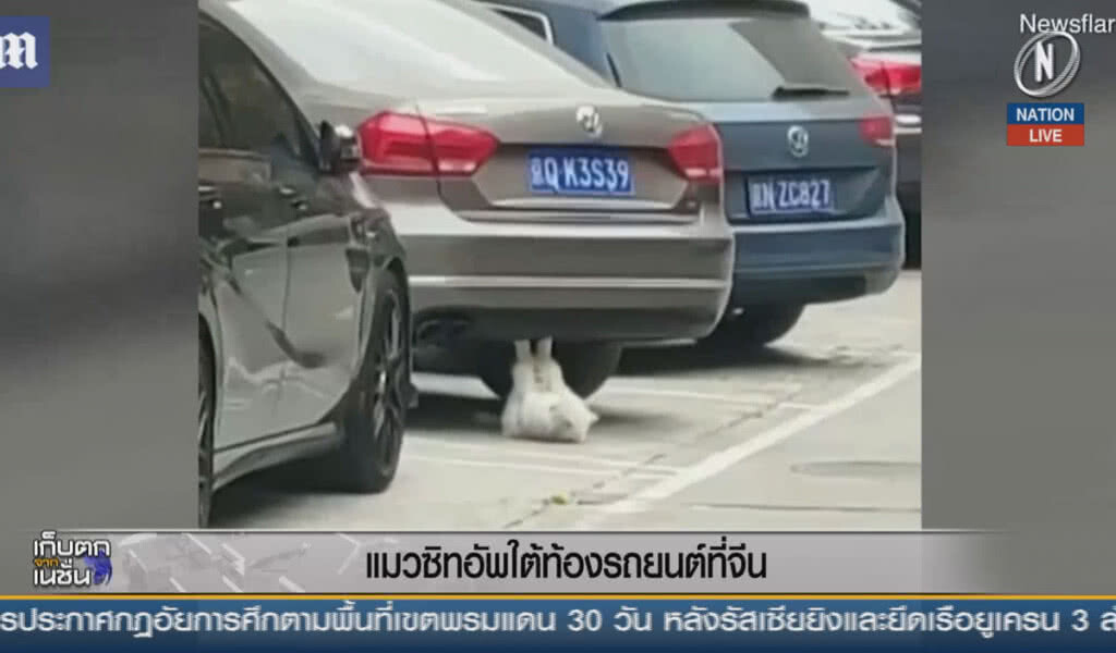 (คลิปข่าว) แมวซิทอัพใต้ท้องรถยนต์ในจีน (คลิปข่าว) แมวซิทอัพใต้ท้องรถยนต์ในจีน