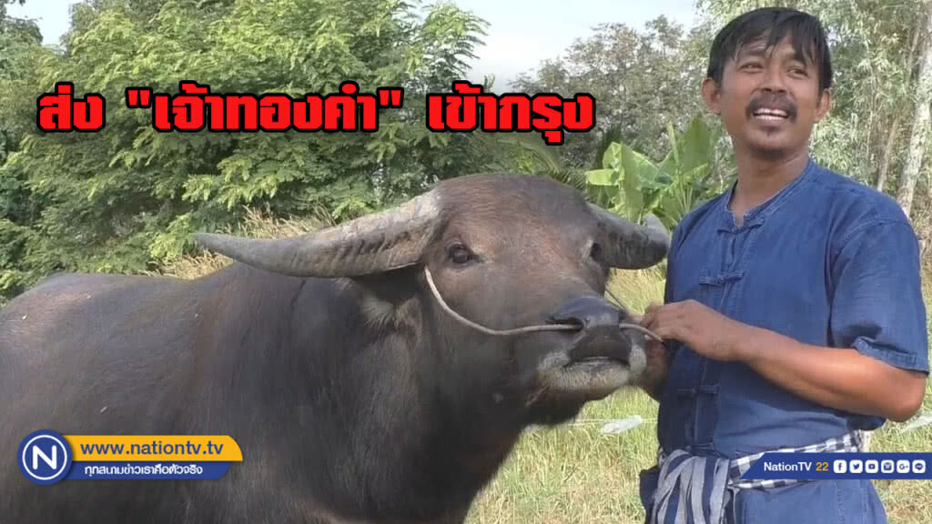 ส่ง "เจ้าทองคำ" ควายยิ้ม เข้า กทม. ตร.รักษาเป็นของกลางคลี่ปมอลเวง "นายก อบต.-พี่คล้าว"