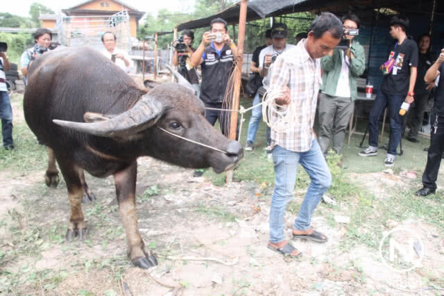 "เจ้าทองคำ" ถึงโรงเลี้ยงชั่วคราว สน.คันนายาวแล้ว เผยก่อนมา "ไอ้คล้าว" กอดร้องไห้ด้วยความห่วงใย