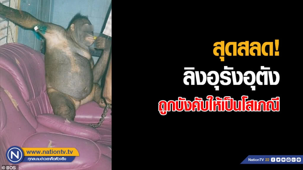 (คลิปข่าว) สุดสลด ลิงอุรังอุตังถูกบังคับให้เป็นโสเภณี