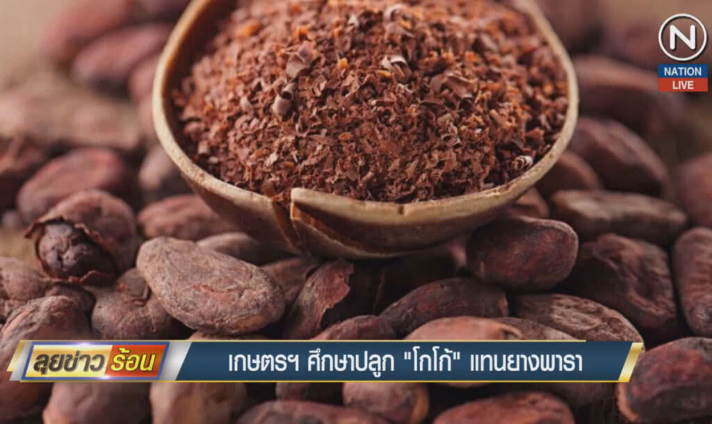 (คลิปข่าว) เกษตรฯศึกษาปลูก "โกโก้" แทนยางพารา (คลิปข่าว) เกษตรฯศึกษาปลูก "โกโก้" แทนยางพารา