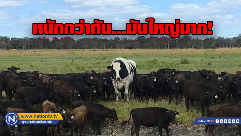 "นิคเกอร์ส" วัวยักษ์น้ำหนักกว่าตัน! "นิคเกอร์ส" วัวยักษ์น้ำหนักกว่าตัน!