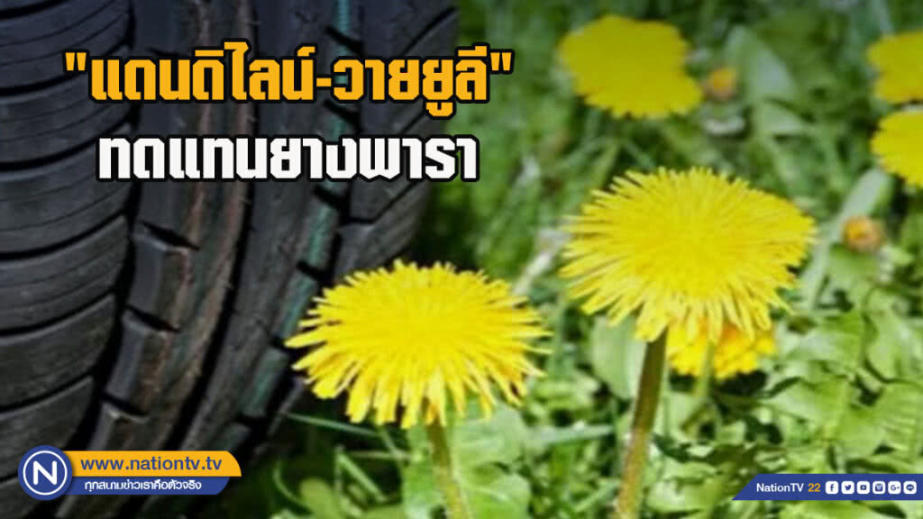 มาแรง ! "แดนดิไลน์-วายยูลี"ทดแทนยางพารา