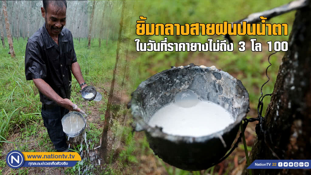 ยิ้มกลางสายฝนปนน้ำตา ในวันที่ราคายางไม่ถึง 3 โล 100 ยิ้มกลางสายฝนปนน้ำตา ในวันที่ราคายางไม่ถึง 3 โล 100