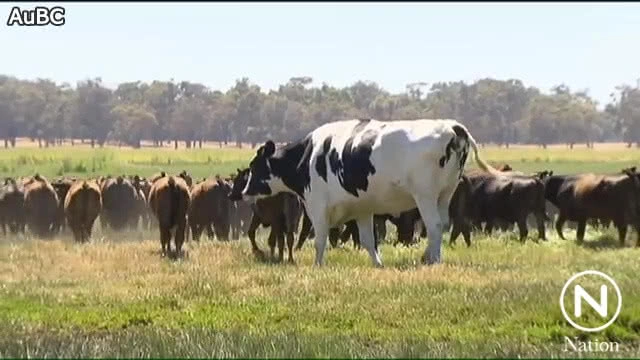 "นิคเกอร์ส" วัวยักษ์น้ำหนักกว่าตัน!