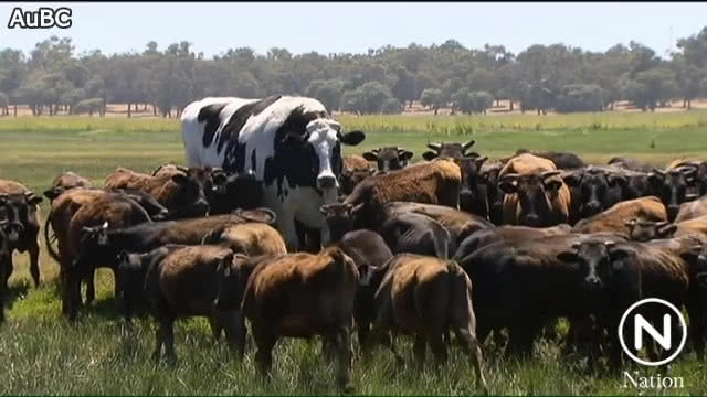 "นิคเกอร์ส" วัวยักษ์น้ำหนักกว่าตัน!