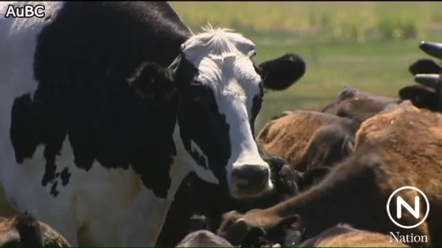 "นิคเกอร์ส" วัวยักษ์น้ำหนักกว่าตัน!