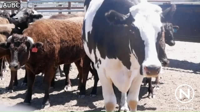 "นิคเกอร์ส" วัวยักษ์น้ำหนักกว่าตัน!