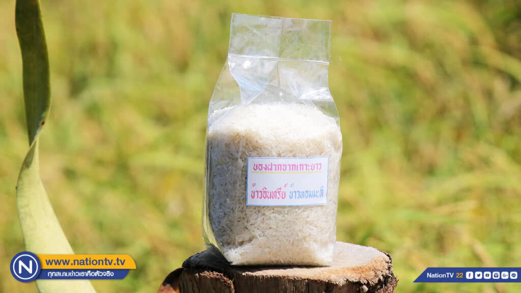 หนึ่งเดียวในทะเลอันดามัน "ข้าวหอมมะลิเกาะยาว" แหล่งผลิตข้าวใหญ่สุดบนเกาะกลางทะเลอันดามัน