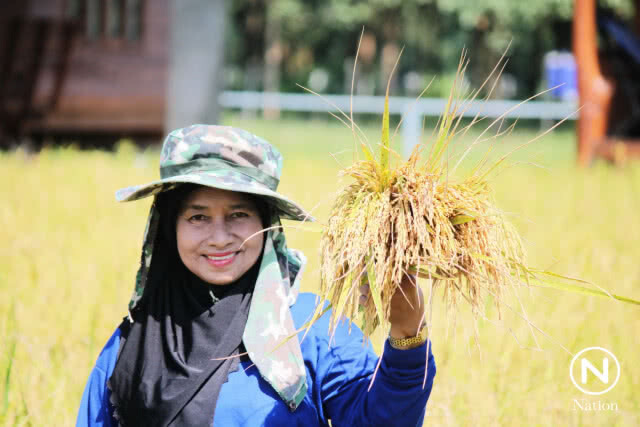 หนึ่งเดียวในทะเลอันดามัน "ข้าวหอมมะลิเกาะยาว" แหล่งผลิตข้าวใหญ่สุดบนเกาะกลางทะเลอันดามัน
