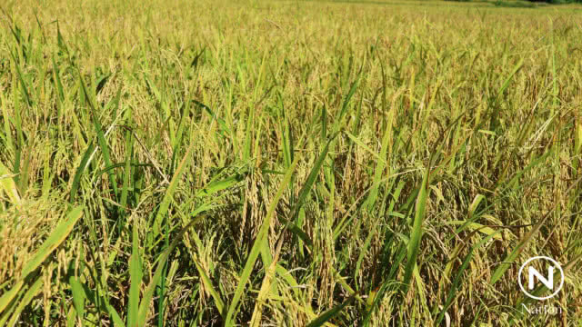 หนึ่งเดียวในทะเลอันดามัน "ข้าวหอมมะลิเกาะยาว" แหล่งผลิตข้าวใหญ่สุดบนเกาะกลางทะเลอันดามัน