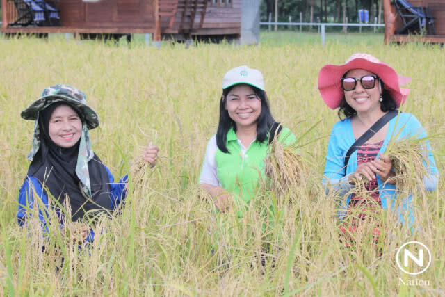 หนึ่งเดียวในทะเลอันดามัน "ข้าวหอมมะลิเกาะยาว" แหล่งผลิตข้าวใหญ่สุดบนเกาะกลางทะเลอันดามัน