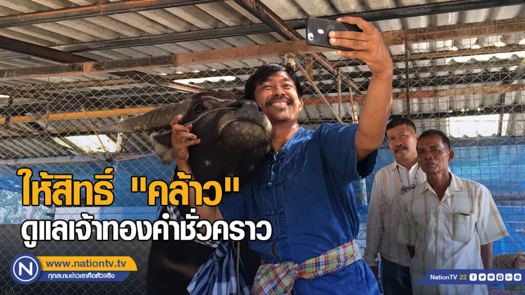 ทำบันทึกข้อตกลง ให้สิทธิ์ "คล้าว" ดูแลเจ้าทองคำชั่วคราว