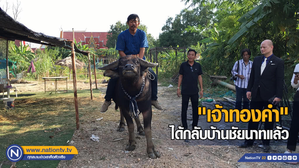 "เจ้าทองคำ" ได้กลับบ้านชัยนาทแล้ว "เจ้าทองคำ" ได้กลับบ้านชัยนาทแล้ว