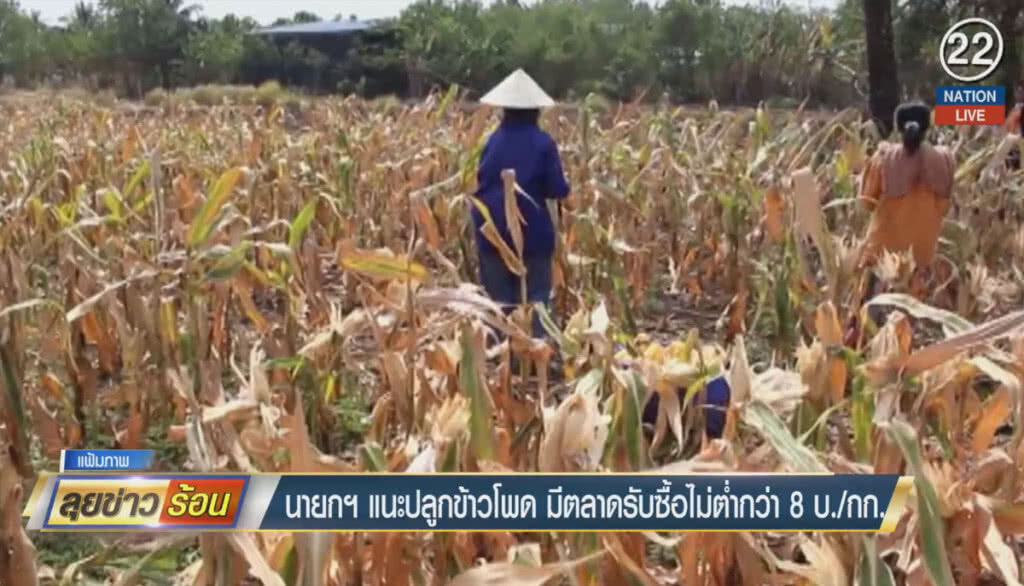 (คลิปข่าว) นายกฯ แนะปลูกข้าวโพด มีตลาดรับซื้อไม่ต่ำกว่า 8 บาท/กก. (คลิปข่าว) นายกฯ แนะปลูกข้าวโพด มีตลาดรับซื้อไม่ต่ำกว่า 8 บาท/กก.