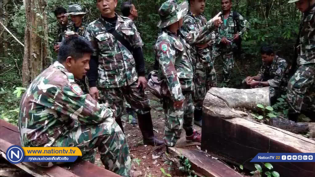 พบขบวนการลักลอบตัดไม้มะค่าทั่วอุทยานแห่งชาติ "แก่งกระจาน"