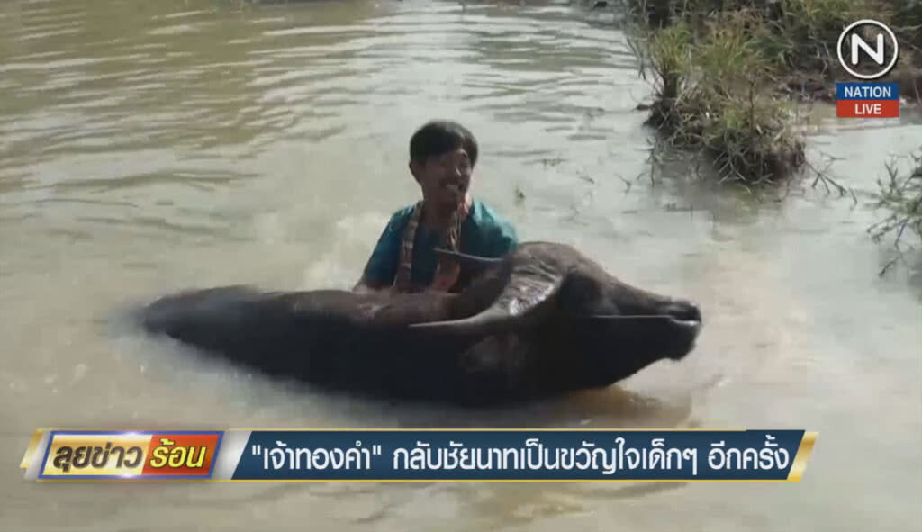 (คลิปข่าว) "เจ้าทองคำ" กลับชัยนาทเป็นขวัญใจเด็กๆอีกครั้ง