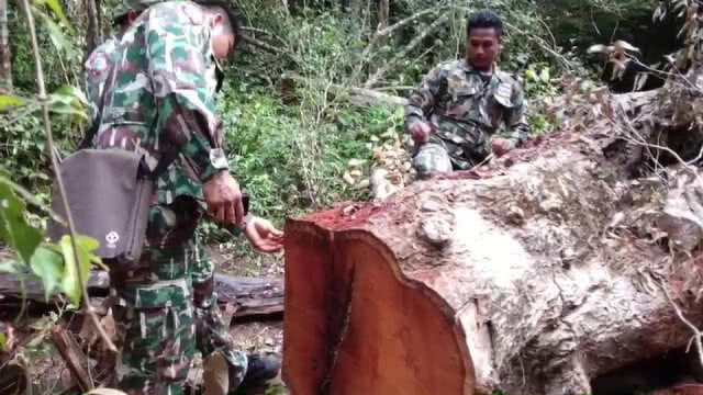 พบขบวนการลักลอบตัดไม้มะค่าทั่วอุทยานแห่งชาติ "แก่งกระจาน"